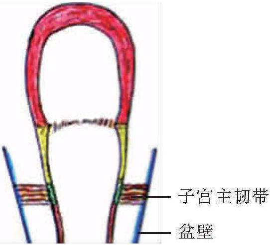 子宮的組織結(jié)構(gòu)